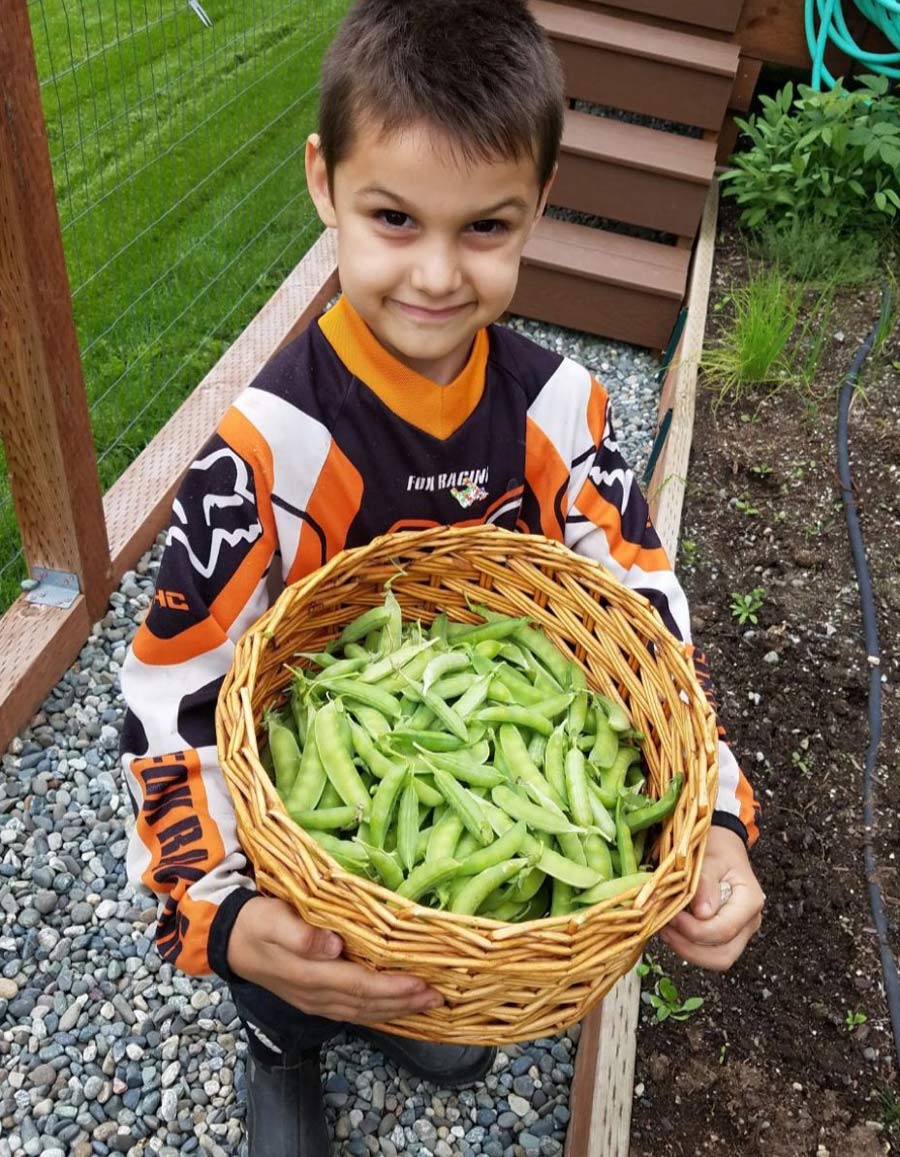 child holding basket of freshly grown green beans