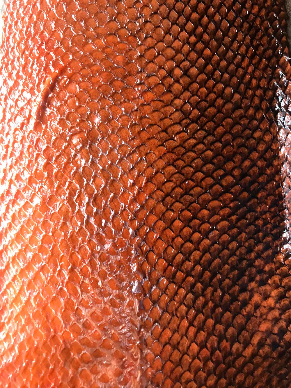 Fish skin close up